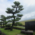 出世の松