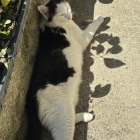 観音正寺の猫
