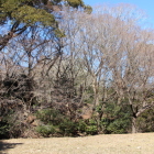 南の丸Ⅰ郭より二の丸南切岸を眺める