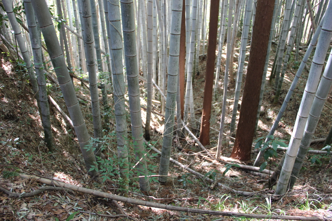 ２号竪堀南の丸西下