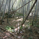 西の丸Ⅱ郭内部中間辺り