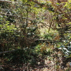 南の丸Ⅱ郭への虎口竹林倒竹で入れず