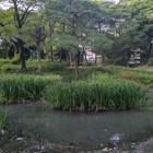 下茶屋公園の池