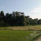 本丸跡　遠景