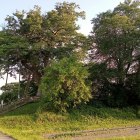 北東隅櫓台全景　大ケヤキ