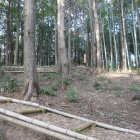 ウッドチップの道を登る