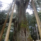 天然記念物のコウヤマキ