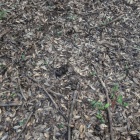 イノシシのフン