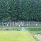 実際に田んぼに入ってはいません