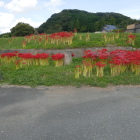 彼岸花が咲いている