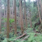 山中に分け入る