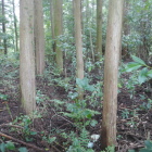 特に遺構はない