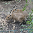 けっこうすばしこい