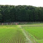 連吾川越しに馬防柵を望む