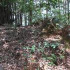 主郭背後の土塁と堀切？