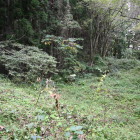 家中屋敷跡より