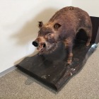 北杜市考古資料館のクマはく製