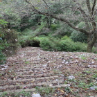 曲輪南東側の散策路階段資料館方向へ