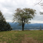 本丸先端の一本桜、春の桜が見事です
