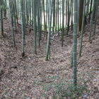 吉田本城西側空堀