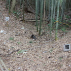 本丸西空堀土橋