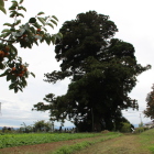 北東側より一本杉を眺める