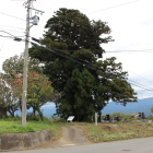 通りより古城跡と一本杉を眺める