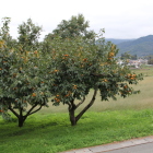 南西側の市田柿の実り