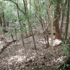 南側の緩やかな曲輪群