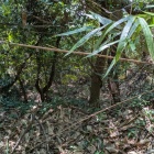 登城路脇、竪堀?