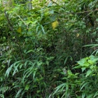 石碑は草で隠れる