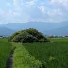 畦道の先に丘状の城跡