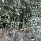 石碑のそばの竹藪