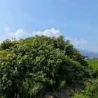 近くまで来てみた