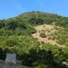 ミカン畑が広がる