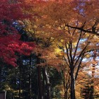 本丸屋形跡の紅葉
