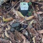 例のブツ　ツキノワグマのフンにそっくり