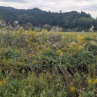 がんばれススキ