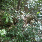 櫓台北側の石積み？