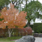 秋らしくなって来た