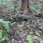 ここがコイトの畑か？