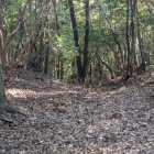 分岐　堀切跡かな