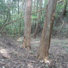 堀切か城址への入り口