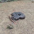 切株となった松