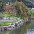 外濠北の脇に実った柿