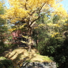 二の丸大手門北側石垣上の大銀杏