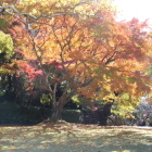 本丸より大手方向の紅葉