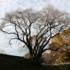氏邦桜と欅紅葉