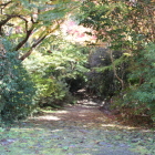 大手道を上から上の紅葉は色付き始め