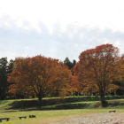 大手側の二本大欅黄金色